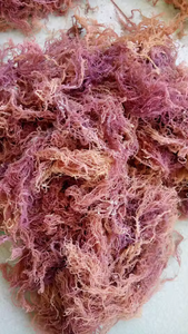 Alga Marina Seca de Algodón de Mar al por Mayor, Materia Prima Natural para Aditivos Alimentarios e Industria de Carragenina - Product Image 4