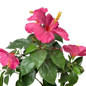 Hibiscus artificiel vert de style moderne fleurs tropicales plante écologique <span class=keywords><strong>taille</strong></span> personnalisable haute branche en plastique feuille bureau - Product Image 5