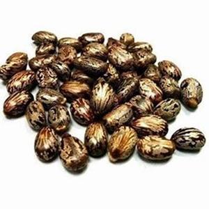 100% graines de ricin naturelles nouveau stock séché Ricinus communis pour la cuisine et les herbes - Product Image 4