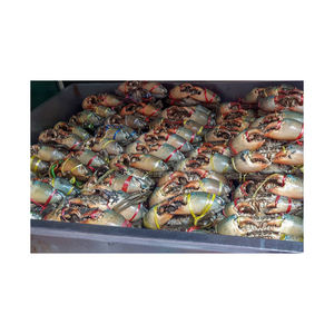 Cangrejos de concha blanda congelados con patas rojas de grado entero al por mayor, cangrejos de barro vivos, cangrejos rey rojos - Product Image 2