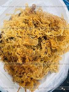 Algues marines irlandaises sauvages/Mousses marines sèches du Vietnam, premier exportateur - Product Image 5