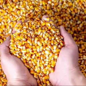 ข้าวโพดสีเหลือง/ข้าวโพดเลี้ยงสัตว์/ข้าวโพดสีเหลืองสำหรับอาหารสัตว์ปีก - Product Image 1