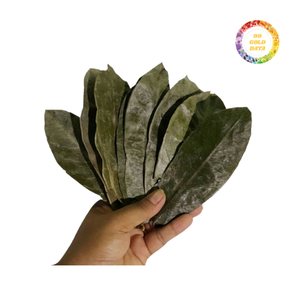 ทุเรียนเทศแห้งใบกราวิโอลาจากผู้ขายเวียดนามชั้นนำพร้อมส่งออก - Product Image 5