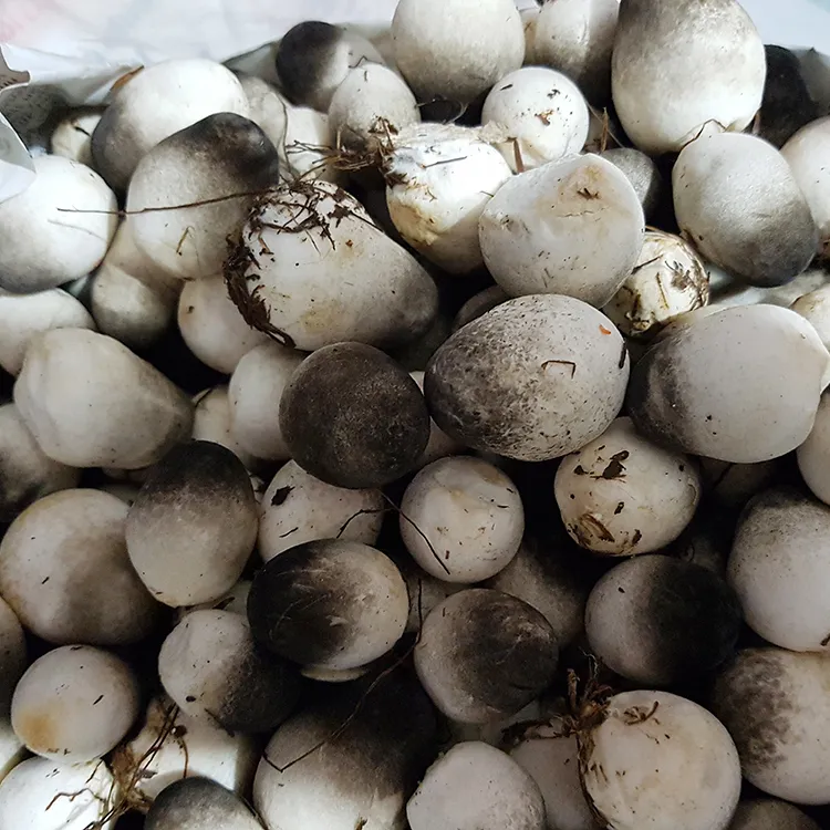 Việt thực phẩm | Đóng hộp thái lát rơm mushrom 100% tươi musrom Chất lượng cao với giá tốt
