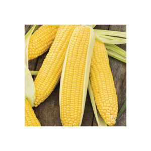 Maïs doux ou maïs jaune de meilleure qualité d'exportation pour l'alimentation du bétail et la consommation humaine - Product Image 4