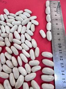 Haricots blancs secs de qualité supérieure Production égyptienne Nouvelle culture - Product Image 3