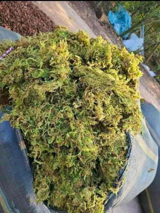AVAILABLE Export Sphagnum Moss - Dried Plant Moss for Root Wrap, Moisture Control in Tree Packaging