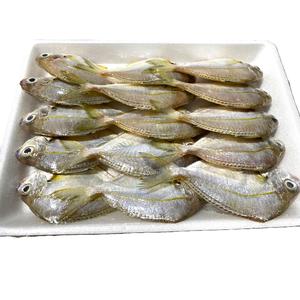 ปลาโพนี่ฟิชแช่แข็งทั้งตัว อาหารทะเลเวียดนาม คุณภาพสูง บรรจุภัณฑ์สุญญากาศ ราคาขายส่งที่แข่งขันได้ - Product Image 2