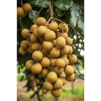 Premium kwaliteit Vietnamese verse longan - zoet tropisch fruit voor export, verpakt in plastic zakken (2-12kg), 2 weken houdbaarheid