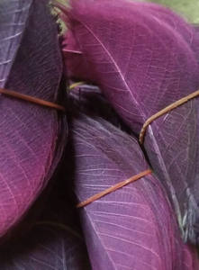 Hojas de goma de esqueleto - Product Image 4