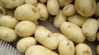 Pakistan Semi Automatische Bevroren Frieten Productielijn Verse Chips Maker Machine