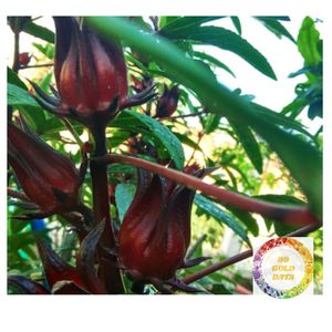 ดอกชบาอบแห้งธรรมชาติชาสมุนไพรคุณภาพสูงผลิตภัณฑ์บริสุทธิ์จากเวียดนามผู้ผลิตจำนวนมากเพื่อการส่งออก - Product Image 1