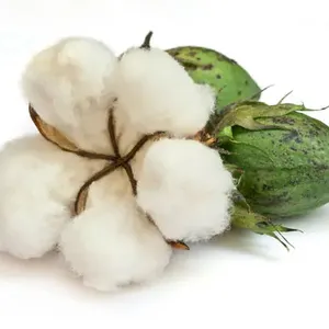 Buy 100% raw cotton 100% organic cotton / Grade AA 100% Organic Raw Cotton