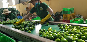 มะนาวสดไร้เมล็ดคุณภาพสูง: ตัวเลือกการส่งออกที่สมบูรณ์แบบสำหรับสูตรอาหารที่อร่อยและมีคุณค่าทางโภชนาการ - Product Image 2