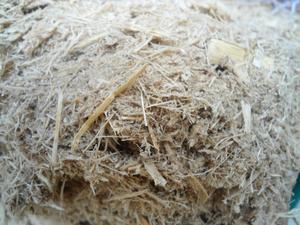 Best Sugarcane Bagasse for Cattle Feed From Viet Nam - Product Image 4