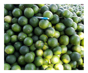 Juicy Fresh Seedless Lime Green Lemon Vietnam Origin 100% Natural Zesty Refreshment Best Export Offers Fresh Seedless Lime Deals - Product Image 4
