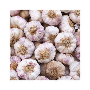 Ajo Pelado Fresco de Alta Calidad al por Mayor, Origen Bélgica, 12 Meses de Duración, a Granel - Product Image 3