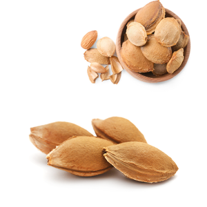 เมล็ดแอปริคอท | ส่งไปยังตะวันออกกลางและยุโรปอย่างกว้างขวาง - Product Image 1