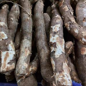 Cassava frais naturel en vrac de qualité supérieure avec haute teneur en amidon 100% parfait pour le traitement et la vente en gros directe - Product Image 5