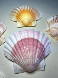 Conchas de Vieira de hermosas formas, ideales para la decoración del hogar, diseños costeros y suministros para manualidades - Product Image 2