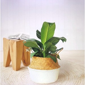 Sea Grass Woven Handmade <b>Flower</b> <b>Basket</b> With Handle Rattan Woven Decorative <b>Flower</b> Pot Stylish Planter <b>Baskets</b> <b>for</b> Plants - Product Image 5