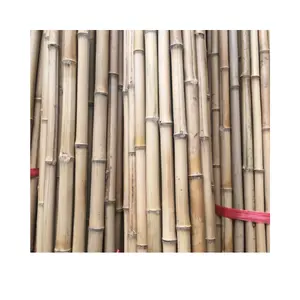 Supplier High Quality Bamboo Pole With Multiple Sizes For Home Decoration From Viet Nam 99 Gold Data