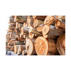 Troncos de eucalipto fuertes suministrados en cantidad para aplicaciones industriales y minoristas - Product Image 1