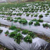 Film de paillage agricole biodégradable EPP Vietnam, PE souple noir/argent, haute qualité, pour riz, fruits, œufs, traité anti-UV, anti-humidité