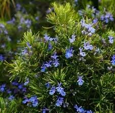 โรสแมรี่สมุนไพรคุณภาพพรีเมียมสำหรับผลิตภัณฑ์อาหารสมุนไพรและการใช้งานทางเครื่องสำอาง มีจำหน่ายในราคาโรงงานจากอินเดีย - Product Image 4