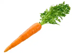 Farm Fresh Carrot Juicy and Flavorful Carrot with Natural Sweetness and Rich Vitamin A