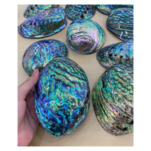 เปลือกหอยเป๋าฮื้อวัสดุเปลือกหอยธรรมชาติขัดเงาสำหรับทำเครื่องประดับและตกแต่งบ้านทำด้วยมือจากเวียดนาม - Product Image 1