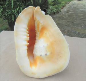 King Horned-casco de conchas marinas, 100% espécimen auténtico, Linne, proveedor de Vietnam - Product Image 3