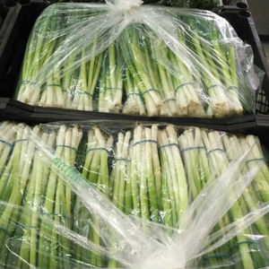 Oignons de printemps \ Oignons verts frais nouvelle récolte nouvelle saison de haute qualité à des prix abordables - Product Image 3