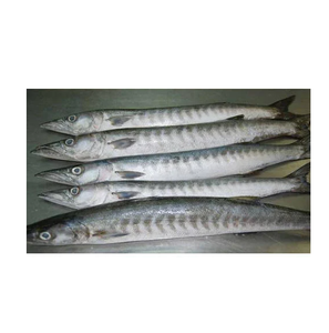 Pescado Entero de Barracuda Congelado, Exportadores de Pescado Entero de Barracuda Congelado - Product Image 4