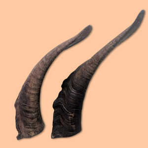 Corne de chèvre Shofar haute qualité véritable corne de chèvre naturelle polie vente chaude corne de chèvre Shofar - Product Image 3