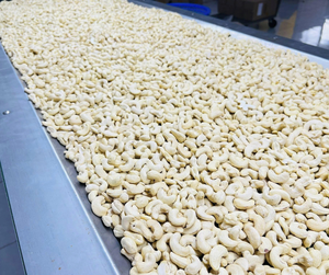 Nueces de Anacardo con Cáscara Blanca Premium - Granos de Anacardo Naturales y Limpios para Uso en Panadería y Confitería - Product Image 6