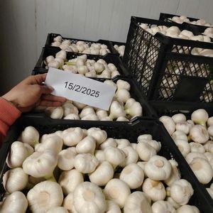 Top vente d'oignons rouges et jaunes frais de haute qualité disponibilité en vrac pelé exportation à un prix économique - Product Image 2