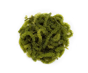 Caviar vert de raisin de mer de qualité supérieure, superaliment riche en oméga 3 pour les consommateurs soucieux de leur santé et les fournisseurs de produits alimentaires de spécialité mondiaux - Product Image 1