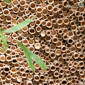 เสาไม้ไผ่ธรรมชาติสำหรับการก่อสร้างปีใหม่ที่มีคุณภาพสูงและราคาดีส่งออกโดยผู้ผลิตจากเวียดนาม - Product Image 6