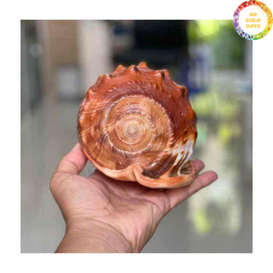 Concha Natural de Cassis Madagascariensis de Origen Vietnamita Diseñada para Decoración del Hogar y Diseños de Exhibición Curados - Product Image 1