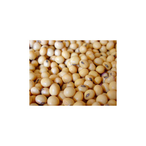 Venta al por mayor de soja orgánica sin OGM GUOWAN - Product Image 4