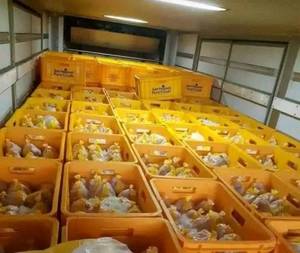 Pollo congelado de alta calidad Caja completa de carne de pollo fresca Embalaje Precios al por mayor Certificado Halal - Product Image 2