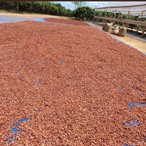 Fèves de cacao crues Criollo/Trinitario d'origine unique pour la production de chocolat - Product Image 6