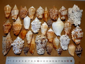 เปลือกหอยตกแต่งจากเวียดนามสีและขนาดต่างๆเหมาะสำหรับตกแต่งบ้านและเป็นของขวัญในราคาที่เหมาะสม - Product Image 4