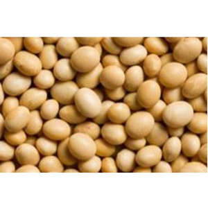 Graines de soja jaune naturelles sans OGM biologiques à haute teneur en protéines de haute qualité en vrac à moindre coût - Product Image 6