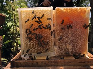 Miel en nid d'abeille biologique de qualité exportée directement des fermes productrices de miel du Vietnam à des prix compétitifs pour les acheteurs en gros - Product Image 3