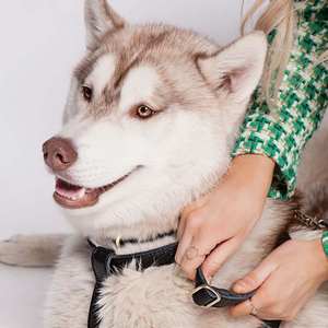 Correa para mascotas Premium de cuero negro para perros - Product Image 5