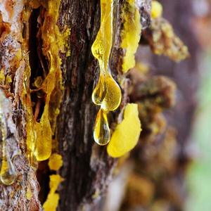 Fabricant en gros d'usine de baume du Pérou huile essentielle 100% pure et naturelle de qualité supérieure baume du Pérou huile essentielle d'Inde - Product Image 2