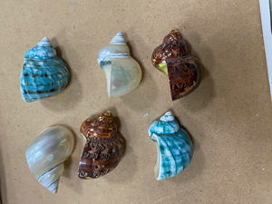 Servilletero de concha pulida, artesanías naturales para uso decorativo en restaurantes de 99 DATOS dorados - Product Image 5