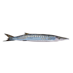 Precio competitivo BQF Fresh Frozen Barracuda Max Premium Bulk Whole Round Ribbon Fish Low-Carb Low-Sugar Trans-Fat Free 10kg/CTN - Product Image 4